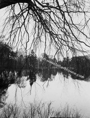 LAKE WITH TREES